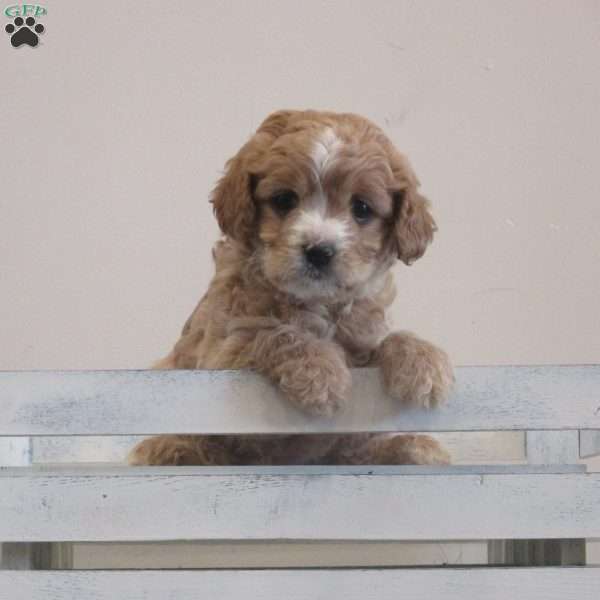 Belle, Cavalier King Charles Mix Puppy
